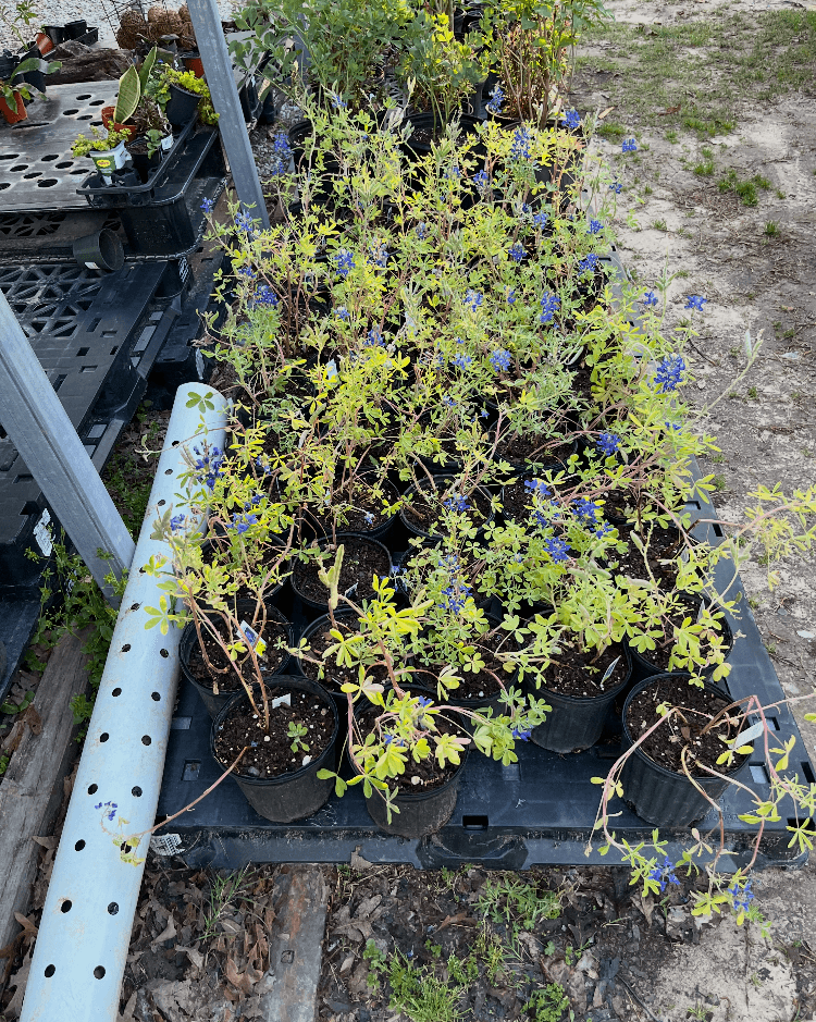 Plants available in Hot Springs AR