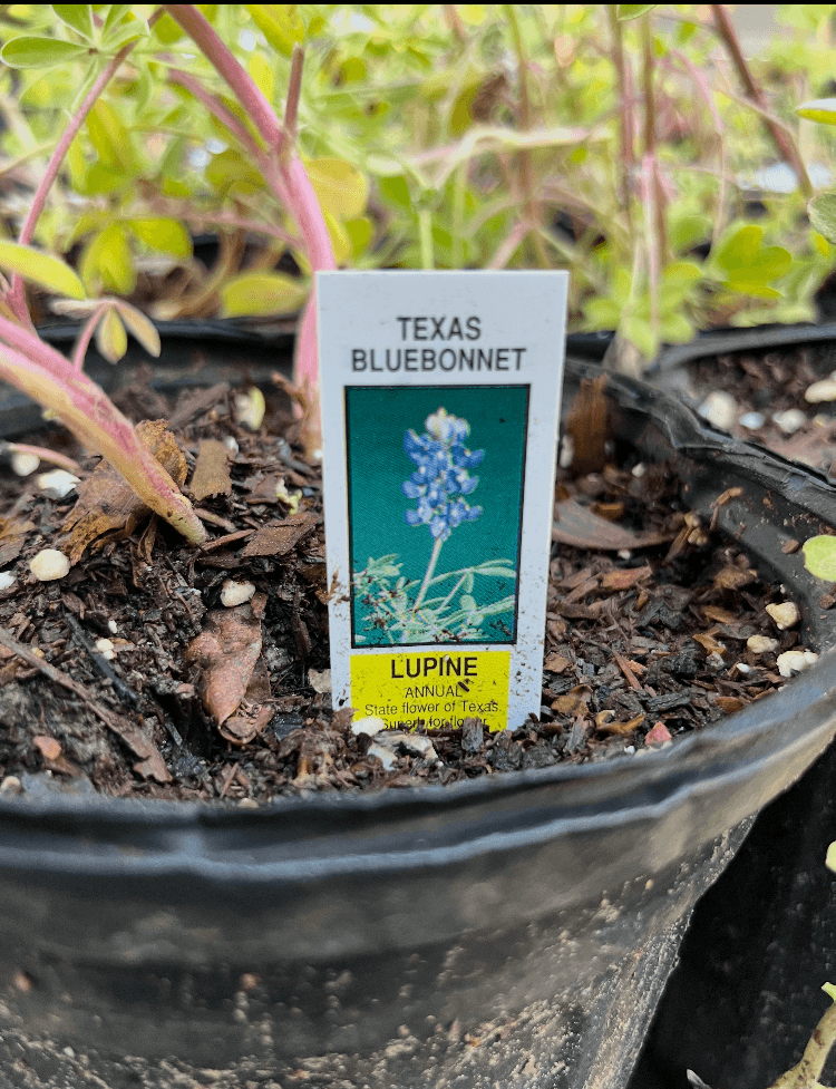 Seasonal flowers and plants in Arkansas