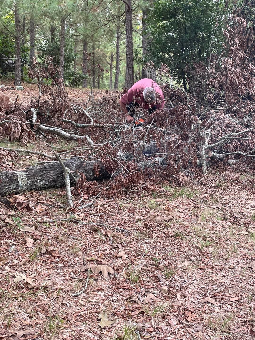 Tree removal work in Hot Springs AR