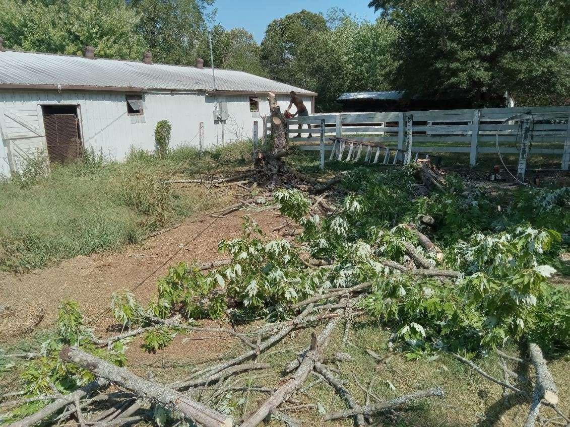 Tree cleanup and haul off service