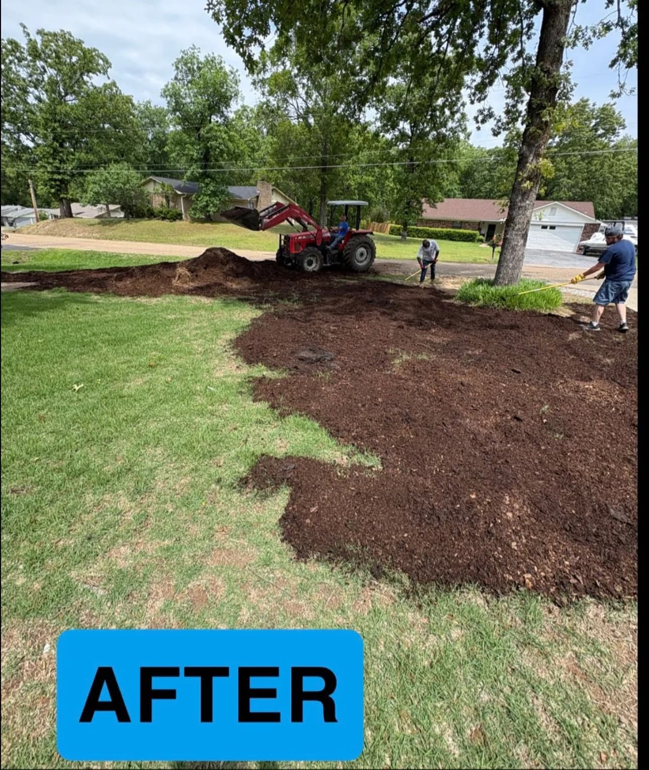 Mulch installation in progress around mature trees